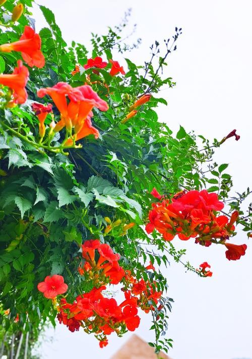 苹果手机拍照旁边的花是什么？识别过程中需要注意什么？